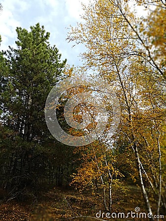 Green yellow autumn forest Stock Photo