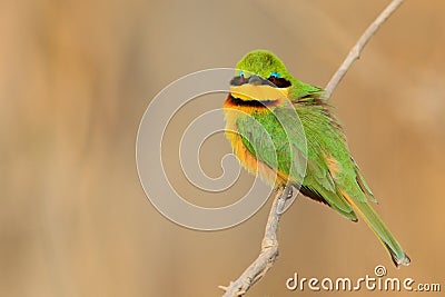 Green and yellow bird Little Bee-eater, Merops pusillus, Chobe National Park, Botswana Stock Photo