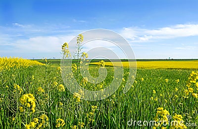 Green, yellow and blue nature landscape Stock Photo