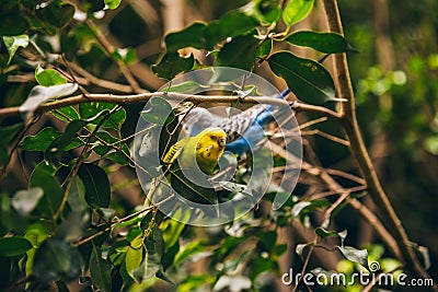 Green and yellow budgie and blue budgie Stock Photo