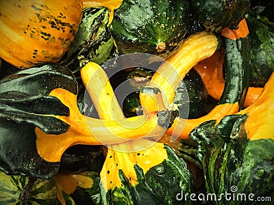 Green and yellow decorative gourds Stock Photo