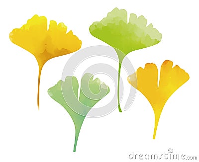 Green and yellow ginkgo leaves Stock Photo