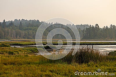 Green and yellow grass in marshy wetlands under hazy skys Stock Photo