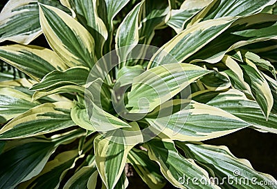 Green and yellow hosta leaves, large striped leaves hostas, plantain lilies, giboshi. Green background Stock Photo