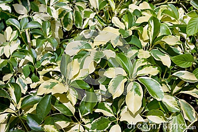 Green and yellow leaves pattern, Dwarf Umbrella Tree or Schefflera arboricola Stock Photo