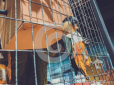 Green-yellow macaw parrot portrait. Macaw parrot sitting in a cage. Colorful lovely birds Stock Photo