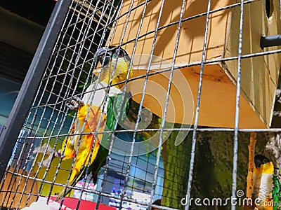 Green-yellow macaw parrot portrait. Macaw parrot sitting in a cage. Colorful lovely birds Stock Photo
