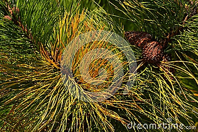 Green and yellow needles and mature cones of pine tree Pinus, during autumn season. Yellow needles arent cause of season Stock Photo