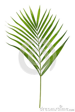 Green yellow palm or butterfly leaf isolated Stock Photo