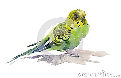 Green and yellow parrot on white background. Watercolor painting Stock Photo