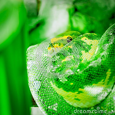 Green yellow python snake coiled up wrapped up looking making eye contact square Stock Photo