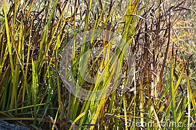 Green yellow smooth cordgrass leaves closeup view with selective focus on foreground Stock Photo