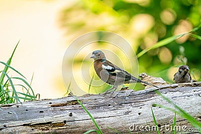 Green and yellow songbird, Greenfinch standing on a tree trunk. In the background several finches that are eating Stock Photo