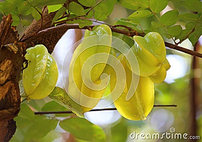 Green and yellow star apple fruit carambola Stock Photo