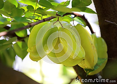 Green and yellow star apple fruit carambola Stock Photo