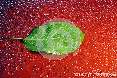 green young Apple leaf and water drops on red background ecology Stock Photo