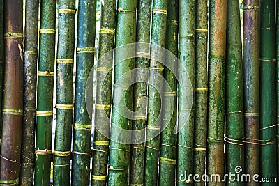 Green young bamboo background wall Stock Photo