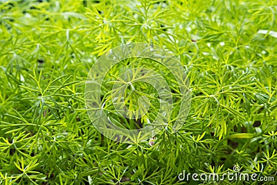 Green young dill Stock Photo