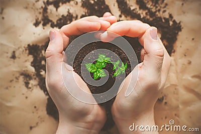 A green young drawing sprout grows out of the ground, which is held by the hands of a man. Ecology and care for the environment Stock Photo