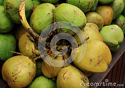 Green young fresh coconuts background. Stock Photo