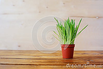 Green young grass in pots. Oats. Wooden table-top. Stock Photo