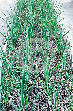 Green young leaves of leeks garlic growing in the field in garden Stock Photo