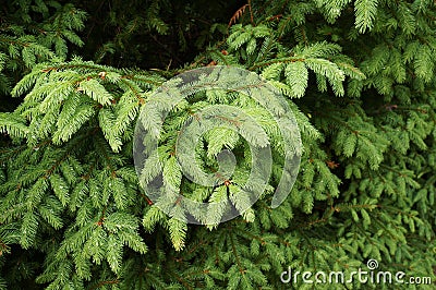 Green young needles of fir tree. Stock Photo