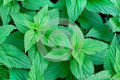 Green young nettle. Medicinal plant, green background Stock Photo