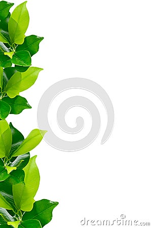 Green young plant border Stock Photo