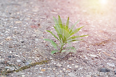 Green young plant is growing through the cracked hard asphalt on summertime on bright sunlight. Concept Stock Photo