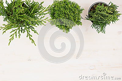 Green young plants in pots on beige wood table background with copy space top view. Stock Photo