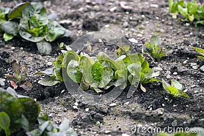 The leaves of green young salade Stock Photo
