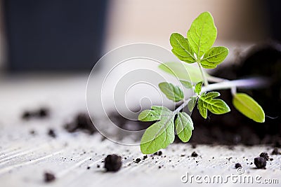 Green, young seedling tomatoes Stock Photo