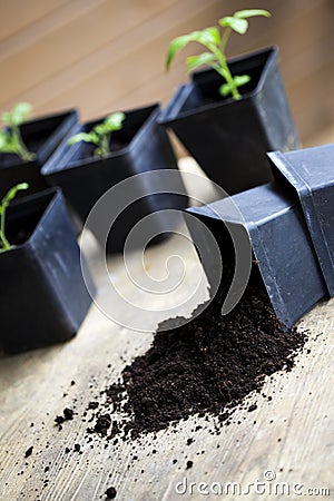 Green, young seedling tomatoes Stock Photo