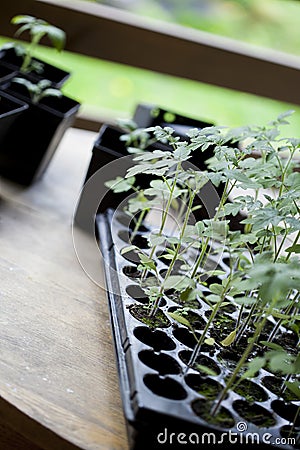 Green, young seedling tomatoes Stock Photo