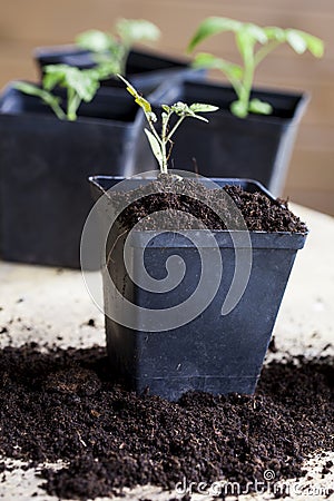 Green, young seedling tomatoes Stock Photo