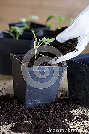 Green, young seedling tomatoes Stock Photo