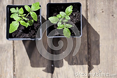 Green, young seedling tomatoes Stock Photo