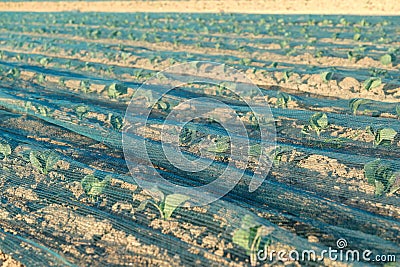 green young seedlings of cabbage under protective net, fields of ripening agro culture, agricultural concept, environmentally Stock Photo