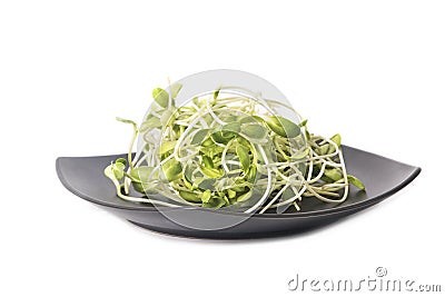 Green young sunflower sprouts Stock Photo