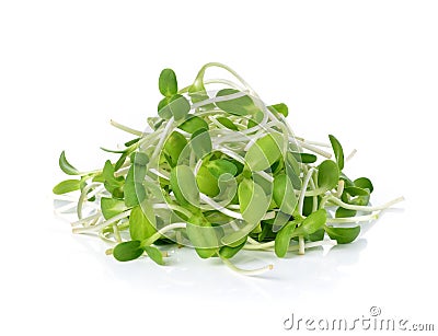 Green young sunflower sprouts Stock Photo