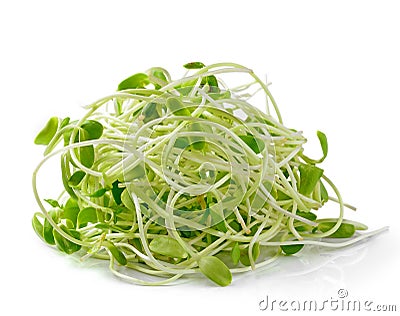 Green young sunflower sprouts Stock Photo