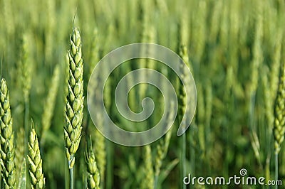 Green Young Wheat Stock Photo