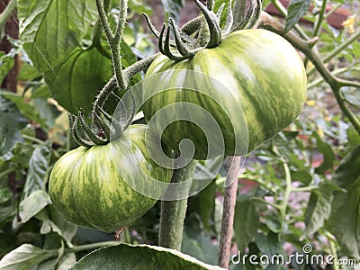 Green zebra tomatoes in a greenhouse Stock Photo