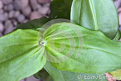 Green Zinnia Flower Bud with Large Green Leaf Stock Photo