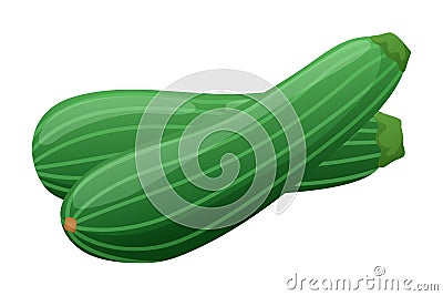 Green zucchini squash vegetable sketch Vector Illustration