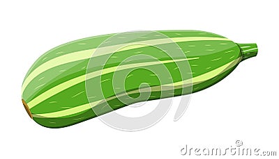 Green zucchini vegetable. Squash isolated on white Vector Illustration