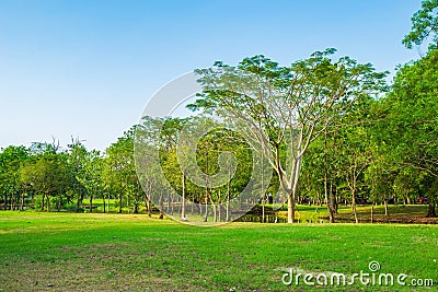 The greenary of trees growing on meadow in public park with sky and nature background Stock Photo