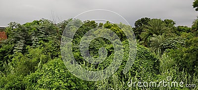 Greener Stock Photo