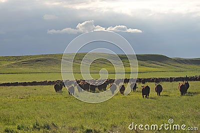 Greener Pastures Stock Photo